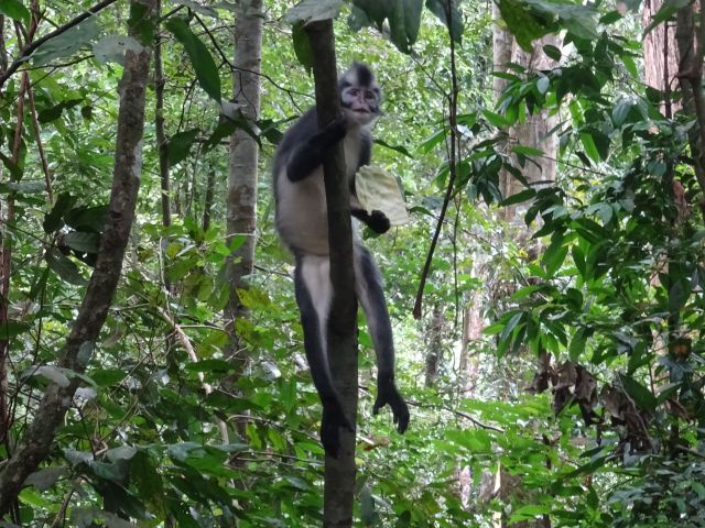 Bukit Lawang